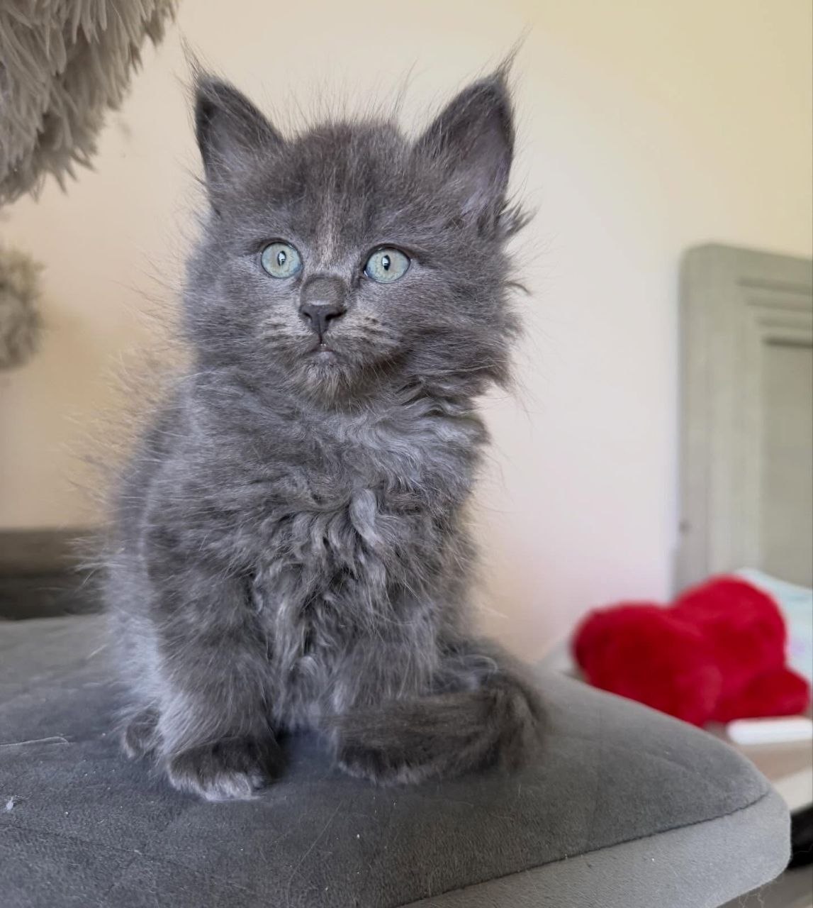 Archie - 15-week-old Blue male Siberian kitten