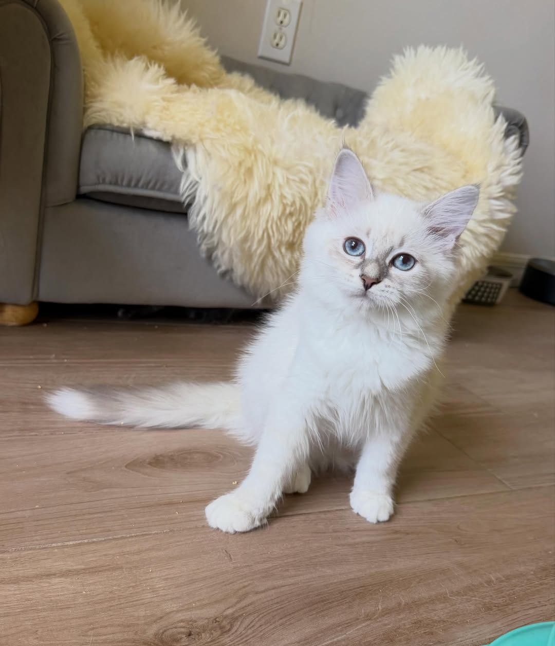 Daisy - 15-week-old White (Blue Lynx Point) female Siberian kitten