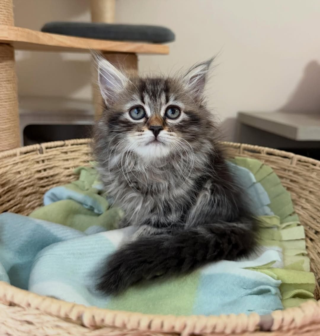 Emmy - 14-week-old Silver Tabby female Siberian kitten