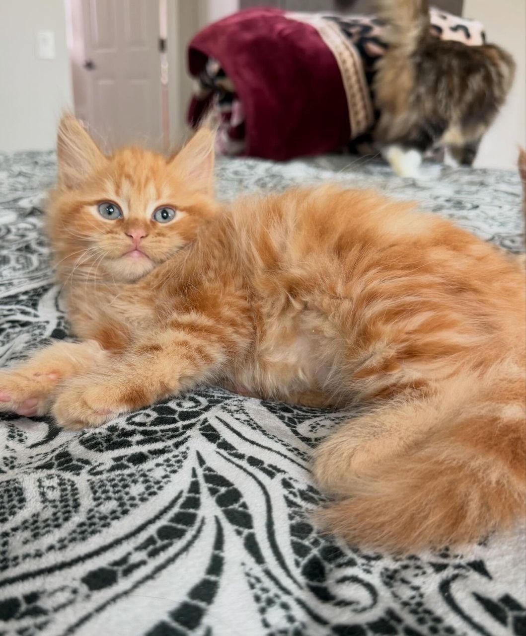 Finn - 15-week-old Orange male Siberian kitten