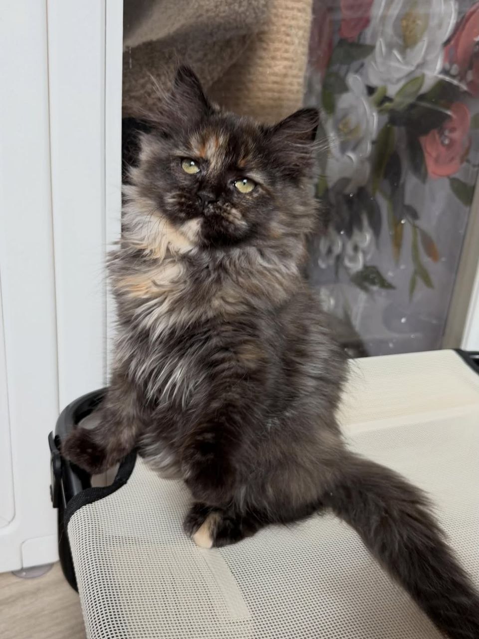 Max - 15-week-old Black Tortoiseshell male Siberian kitten