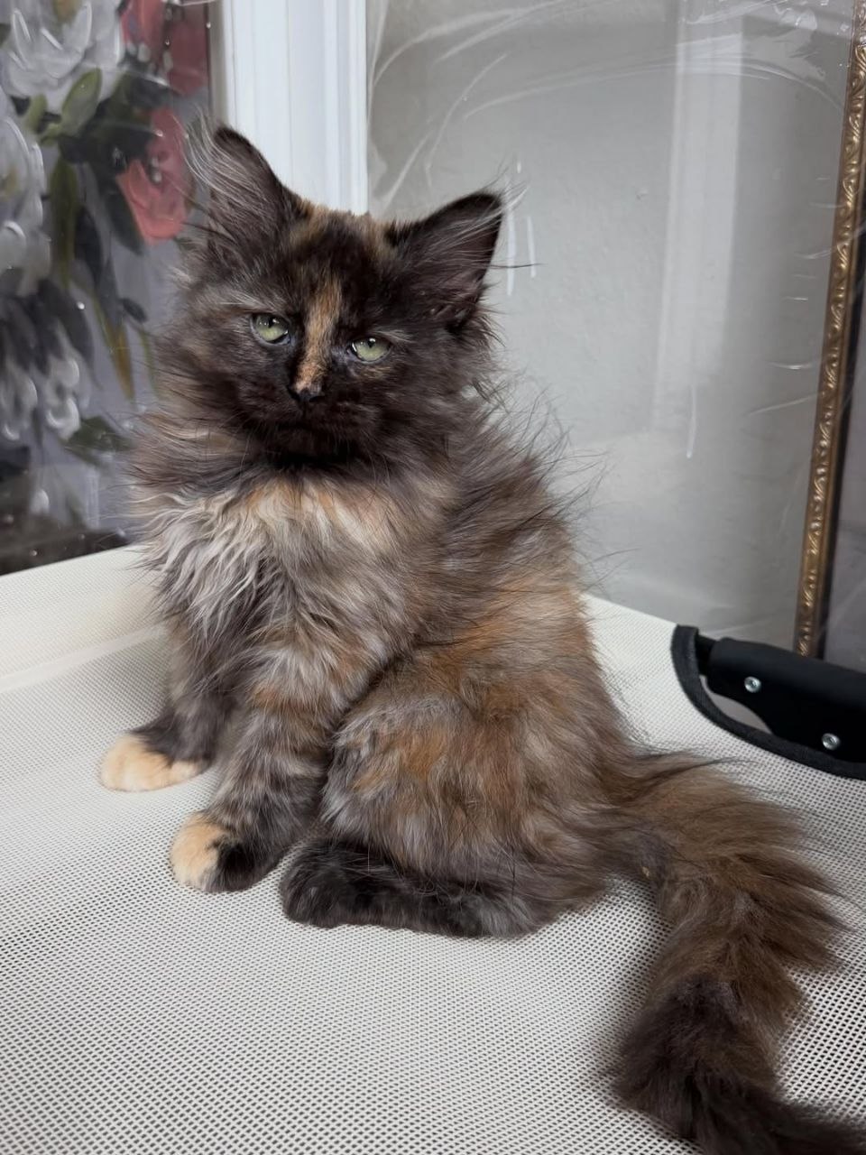Mitty - 15-week-old Black Tortoiseshell female Siberian kitten