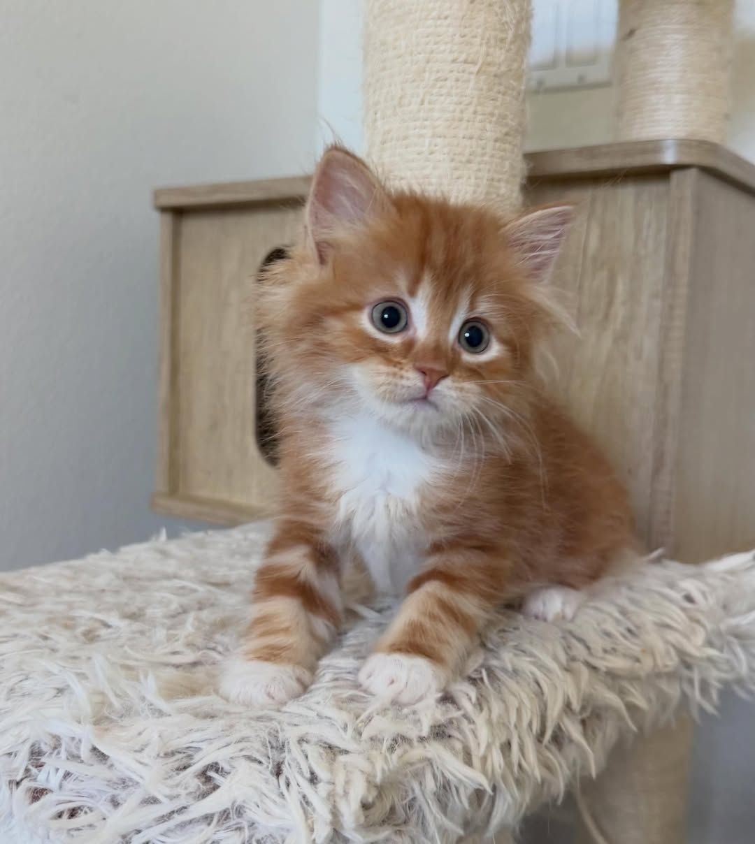 Rosie - 14-week-old Orange Tabby & White female Siberian kitten