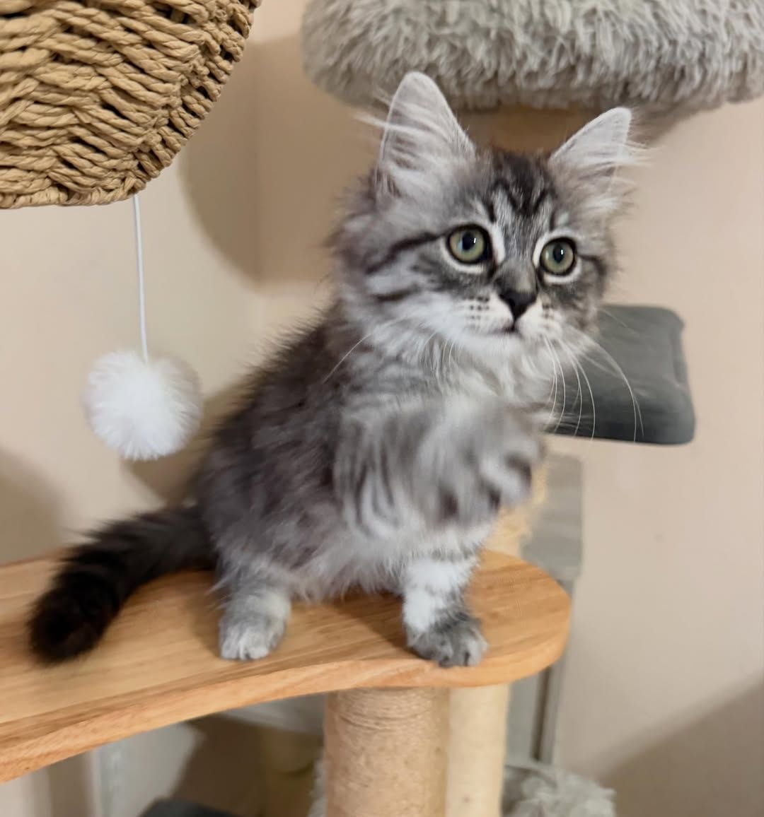 Sammy - 14-week-old Silver Tabby male Siberian kitten