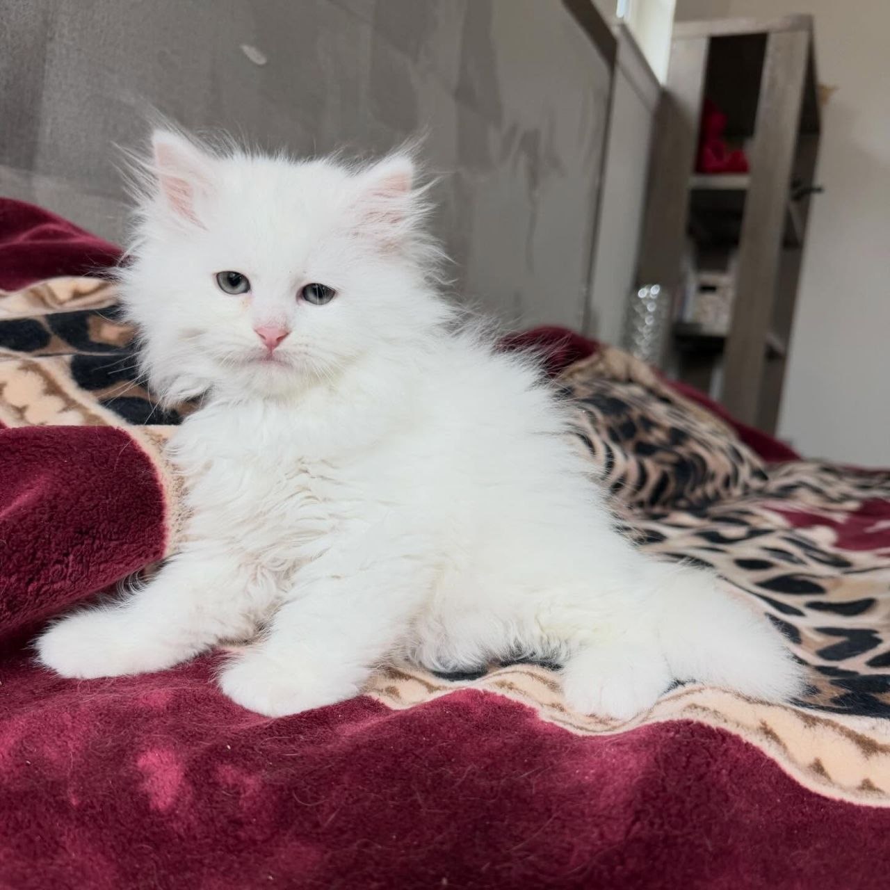 Sophie - 14-week-old White female Siberian kitten