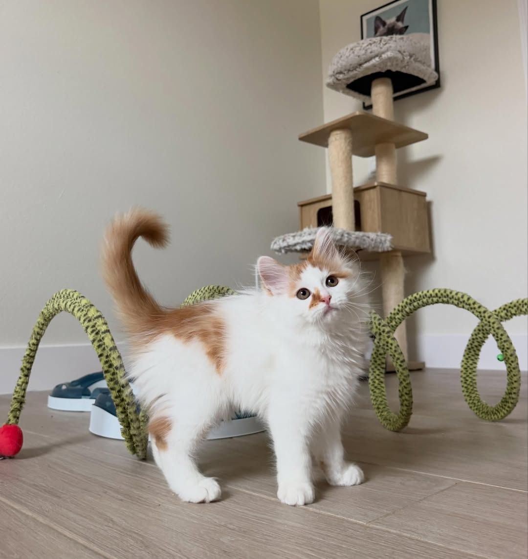 Stella - 14-week-old Orange Spotted female Siberian kitten