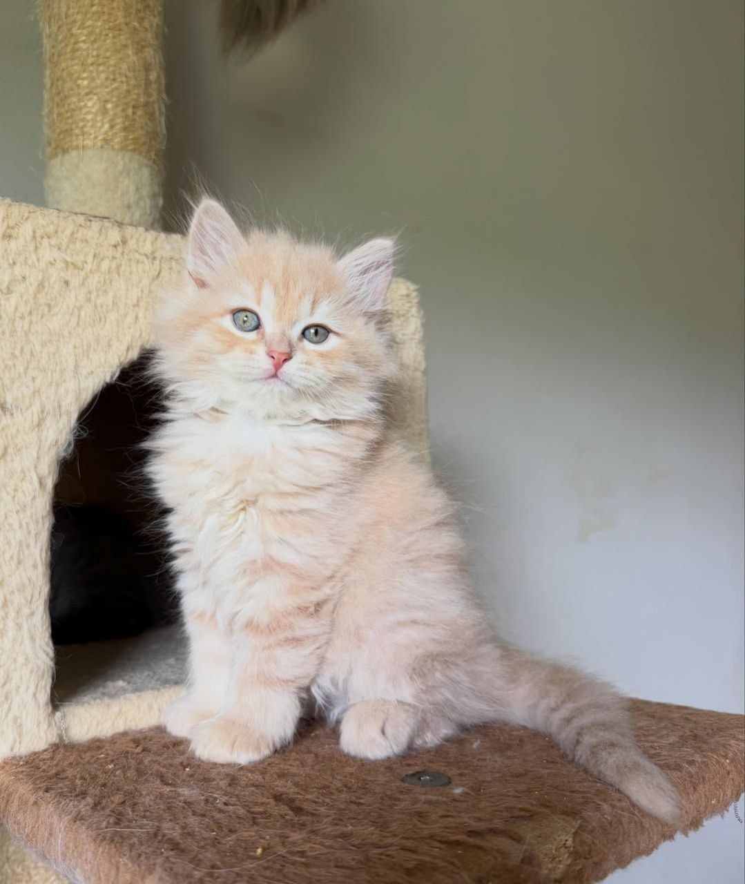 Winston - 14-week-old Orange Cream Tabby male Siberian kitten
